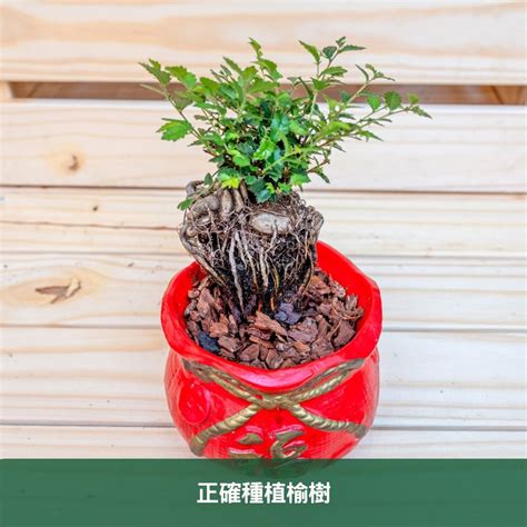 榆樹種植|榆樹怎麼種植